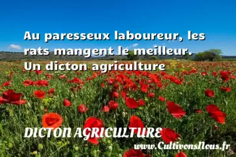 Au paresseux laboureur, les rats mangent le meilleur. Un dicton agriculture DICTON AGRICULTURE