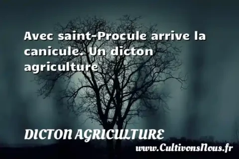 Avec saint-Procule arrive la canicule. Un dicton agriculture DICTON AGRICULTURE