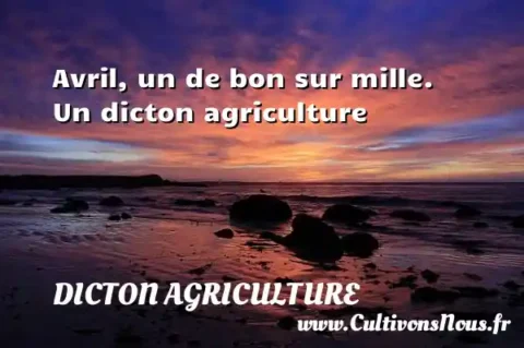 Avril, un de bon sur mille. Un dicton agriculture DICTON AGRICULTURE