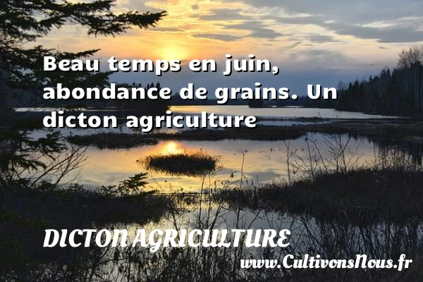 Beau temps en juin, abondance de grains. - Dicton agriculture