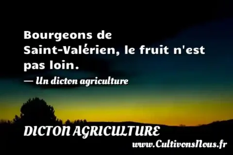 Bourgeons de Saint-Valérien, le fruit n est pas loin. - Un dicton agriculture DICTON AGRICULTURE