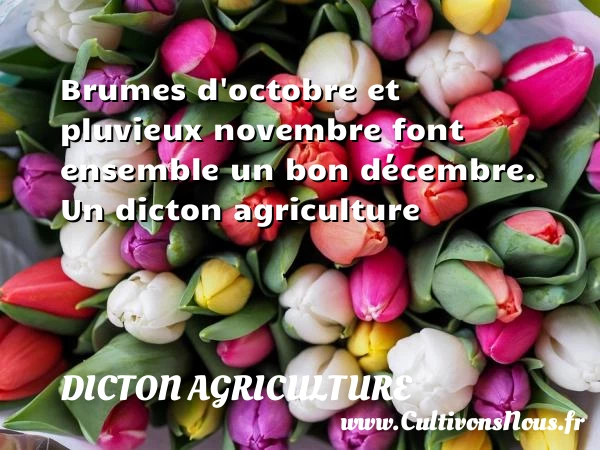Brumes d’octobre et pluvieux novembre font ensemble un - Dicton agriculture