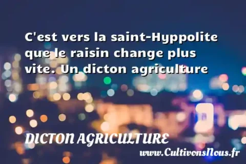 C est vers la saint-Hyppolite que le raisin change plus vite. Un dicton agriculture DICTON AGRICULTURE