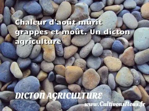 Chaleur d août mûrit grappes et moût. Un dicton agriculture DICTON AGRICULTURE