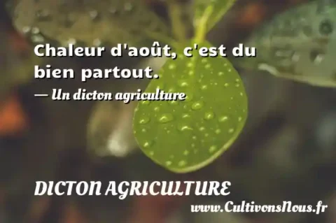 Chaleur d août, c est du bien partout. - Un dicton agriculture DICTON AGRICULTURE
