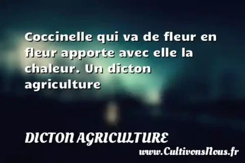 Coccinelle qui va de fleur en fleur apporte avec elle la chaleur. Un dicton agriculture DICTON AGRICULTURE