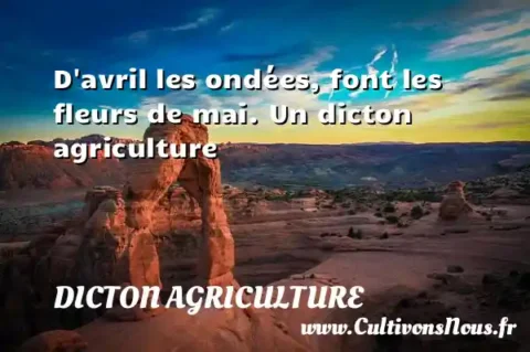 D avril les ondées, font les fleurs de mai. Un dicton agriculture DICTON AGRICULTURE