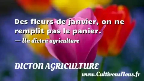 Des fleurs de janvier, on ne remplit pas le panier. - Un dicton agriculture DICTON AGRICULTURE