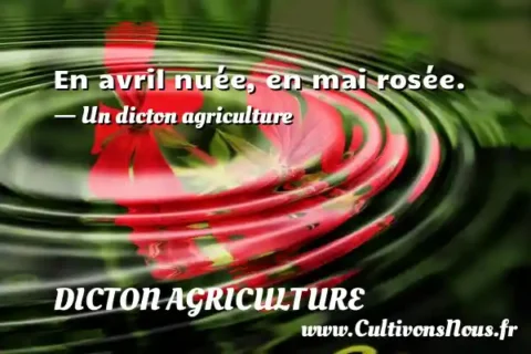 En avril nuée, en mai rosée. - Un dicton agriculture DICTON AGRICULTURE