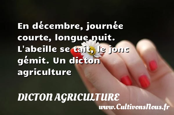 En décembre, journée courte, longue nuit. L’abeille se tait, le - Dicton agriculture