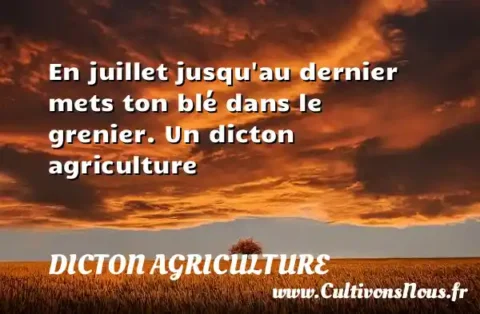 En juillet jusqu au dernier mets ton blé dans le grenier. Un dicton agriculture DICTON AGRICULTURE