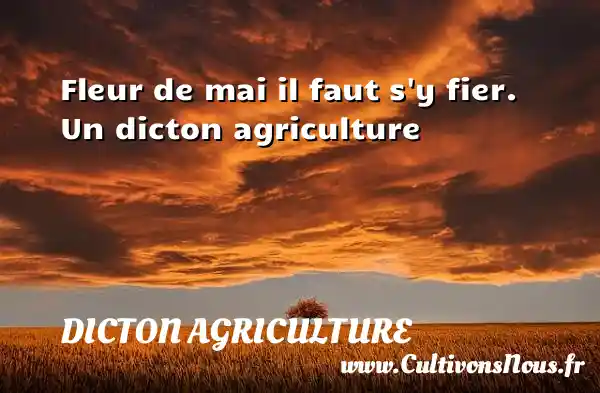 Fleur de mai il faut s y fier. Un dicton agriculture DICTON AGRICULTURE