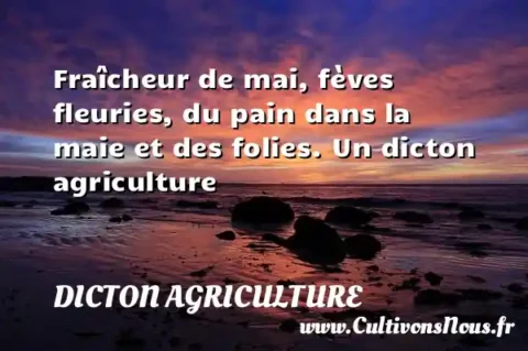 Fraîcheur de mai, fèves fleuries, du pain dans la maie et des folies. Un dicton agriculture DICTON AGRICULTURE