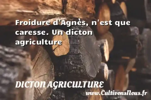 Froidure d Agnès, n est que caresse. Un dicton agriculture DICTON AGRICULTURE
