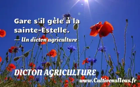 Gare s il gèle à la sainte-Estelle. - Un dicton agriculture DICTON AGRICULTURE