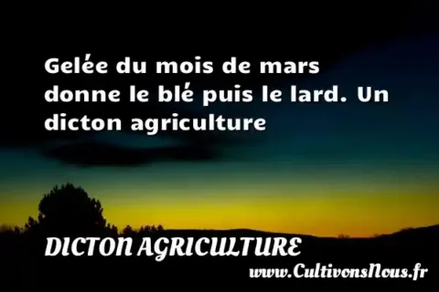 Gelée du mois de mars donne le blé puis le lard. Un dicton agriculture DICTON AGRICULTURE