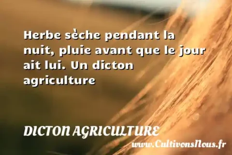 Herbe sèche pendant la nuit, pluie avant que le jour ait lui. Un dicton agriculture DICTON AGRICULTURE