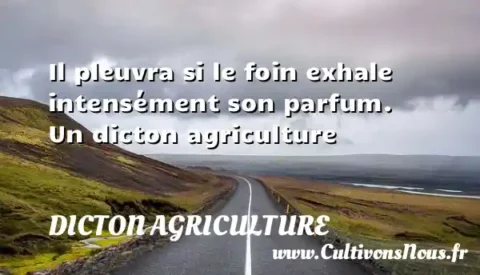 Il pleuvra si le foin exhale intensément son parfum. Un dicton agriculture DICTON AGRICULTURE