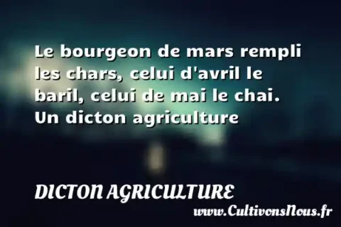 Le bourgeon de mars rempli les chars, celui d avril le baril, celui de mai le chai. Un dicton agriculture DICTON AGRICULTURE