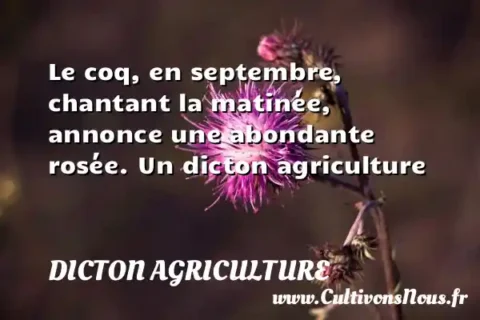 Le coq, en septembre, chantant la matinée, annonce une abondante rosée. Un dicton agriculture DICTON AGRICULTURE