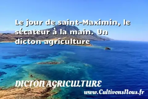 Le jour de saint-Maximin, le sécateur à la main. Un dicton agriculture DICTON AGRICULTURE