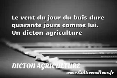 Le vent du jour du buis dure quarante jours comme lui. Un dicton agriculture DICTON AGRICULTURE