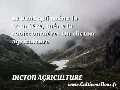 Le vent qui mène la bannière, mène la moissonnière. Un dicton agriculture DICTON AGRICULTURE