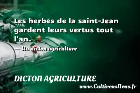 Les herbes de la saint-Jean gardent leurs vertus tout l an. - Un dicton agriculture DICTON AGRICULTURE