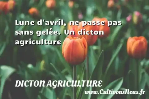 Lune d avril, ne passe pas sans gelée. Un dicton agriculture DICTON AGRICULTURE