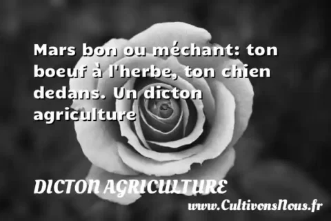 Mars bon ou méchant: ton boeuf à l herbe, ton chien dedans. Un dicton agriculture DICTON AGRICULTURE