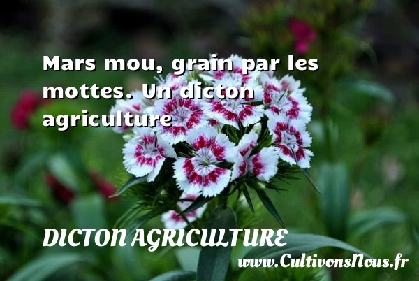 Mars mou, grain par les mottes. - Dicton agriculture
