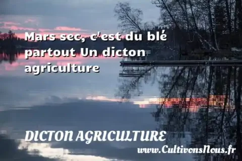 Mars sec, c est du blé partout Un dicton agriculture DICTON AGRICULTURE