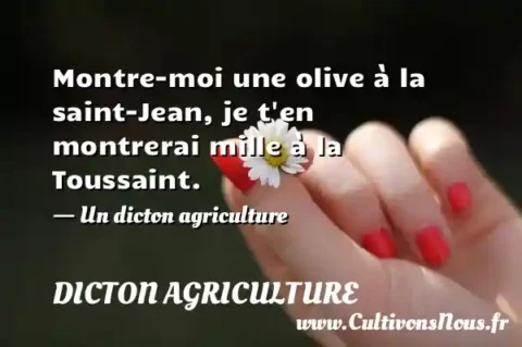 Montre-moi une olive à la saint-Jean, je t en montrerai mille à la Toussaint. - Un dicton agriculture DICTON AGRICULTURE