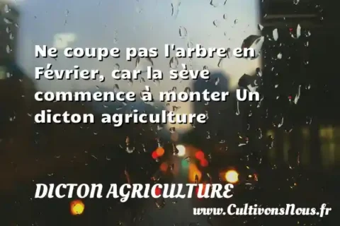 Ne coupe pas l arbre en Février, car la sève commence à monter Un dicton agriculture DICTON AGRICULTURE