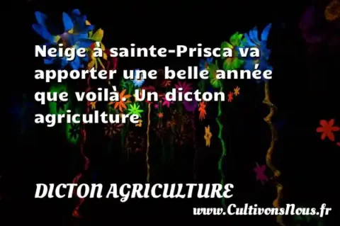 Neige à sainte-Prisca va apporter une belle année que voilà. Un dicton agriculture DICTON AGRICULTURE