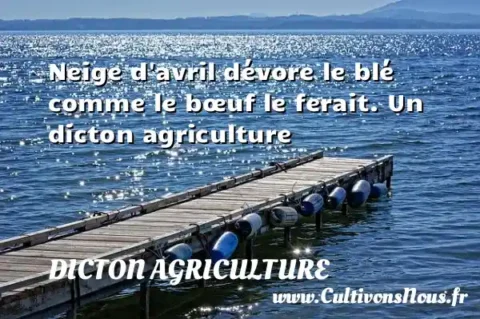Neige d avril dévore le blé comme le bœuf le ferait. Un dicton agriculture DICTON AGRICULTURE
