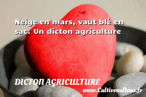 Neige en mars, vaut blé en sac. Un dicton agriculture DICTON AGRICULTURE