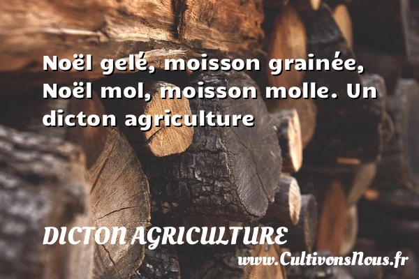 Noël gelé, moisson grainée, Noël mol, moisson molle. - Dicton agriculture