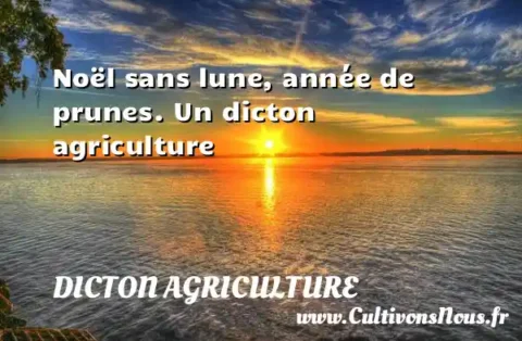 Noël sans lune, année de prunes. Un dicton agriculture DICTON AGRICULTURE