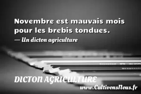 Novembre est mauvais mois pour les brebis tondues. - Un dicton agriculture DICTON AGRICULTURE