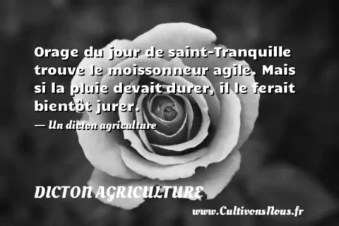 Orage du jour de saint-Tranquille trouve le moissonneur agile. Mais si la pluie devait durer, il le ferait bientôt jurer. - Un dicton agriculture DICTON AGRICULTURE