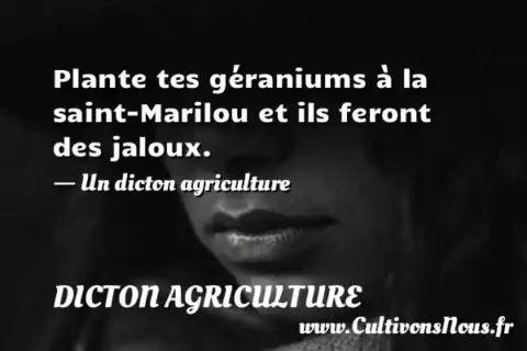 Plante tes géraniums à la saint-Marilou et ils feront des jaloux. - Un dicton agriculture DICTON AGRICULTURE