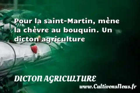 Pour la saint-Martin, mène la chèvre au bouquin. Un dicton agriculture DICTON AGRICULTURE