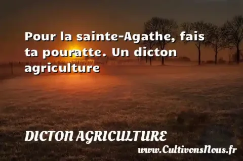 Pour la sainte-Agathe, fais ta pouratte. Un dicton agriculture DICTON AGRICULTURE