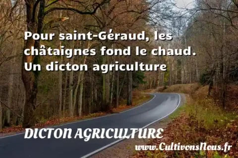 Pour saint-Géraud, les châtaignes fond le chaud. Un dicton agriculture DICTON AGRICULTURE