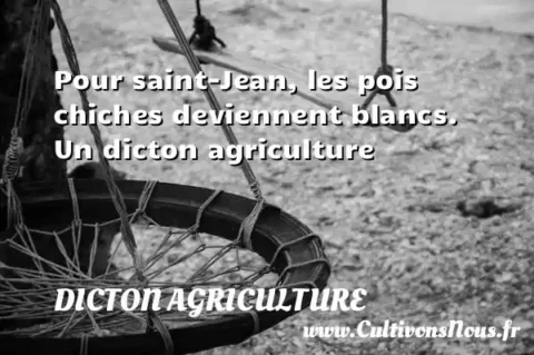 Pour saint-Jean, les pois chiches deviennent blancs. Un dicton agriculture DICTON AGRICULTURE