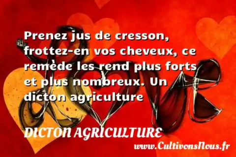 Prenez jus de cresson, frottez-en vos cheveux, ce remède les rend plus forts et plus nombreux. Un dicton agriculture DICTON AGRICULTURE