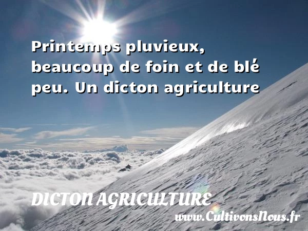 Printemps pluvieux, beaucoup de foin et de blé - Dicton agriculture