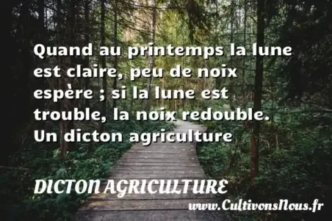 Quand au printemps la lune est claire, peu de noix espère ; si la lune est trouble, la noix redouble. Un dicton agriculture DICTON AGRICULTURE