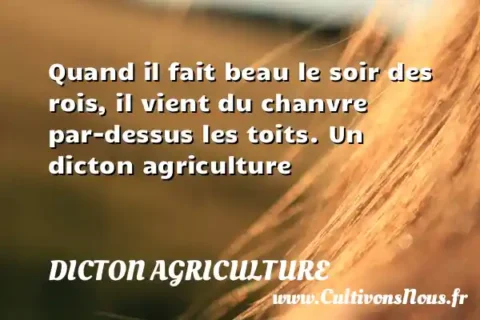 Quand il fait beau le soir des rois, il vient du chanvre par-dessus les toits. Un dicton agriculture DICTON AGRICULTURE